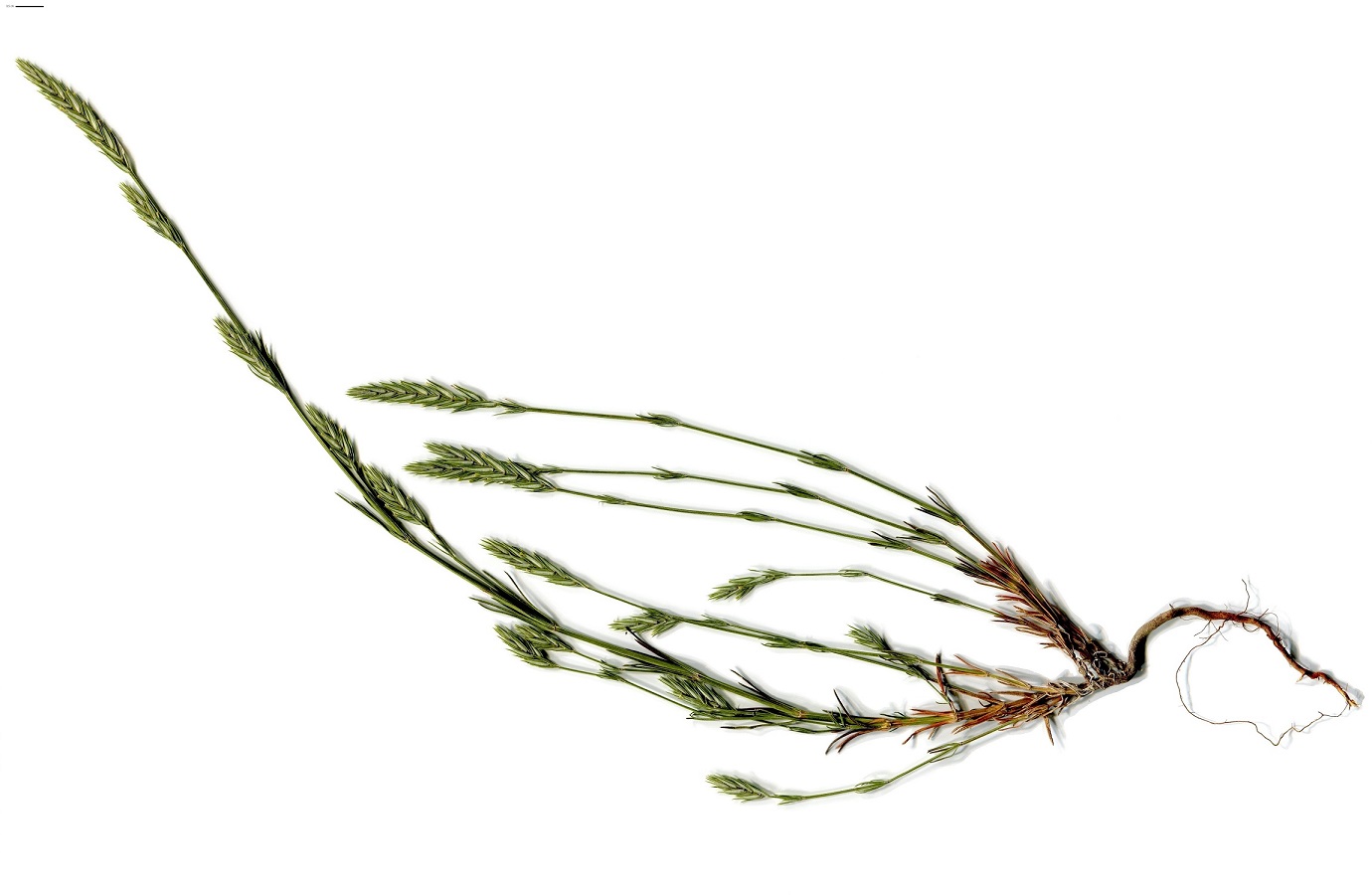 Crucianella angustifolia (Rubiaceae)